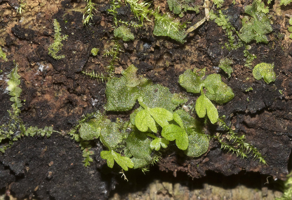 Изображение особи род Dryopteris.