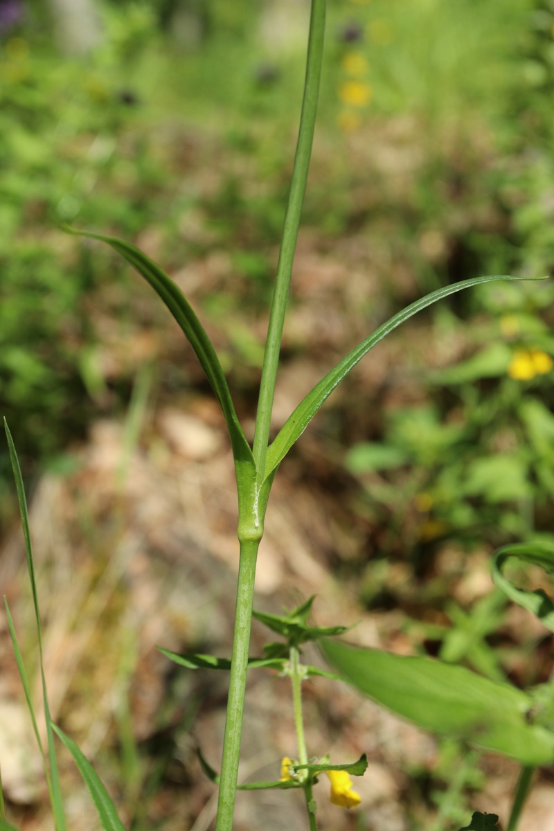 Изображение особи Viscaria vulgaris.