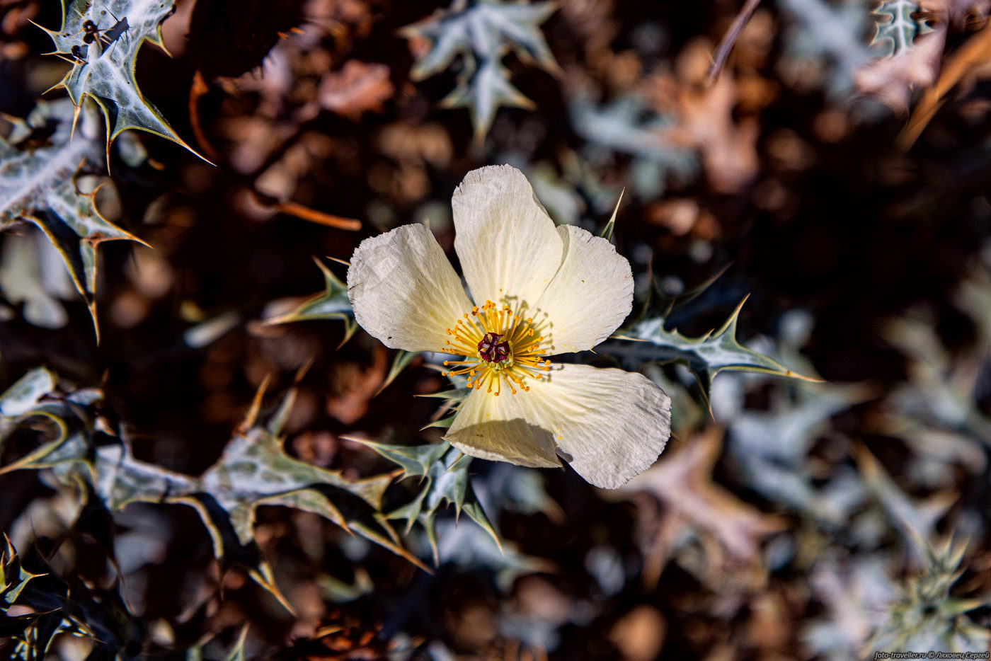 Image of familia Papaveraceae specimen.