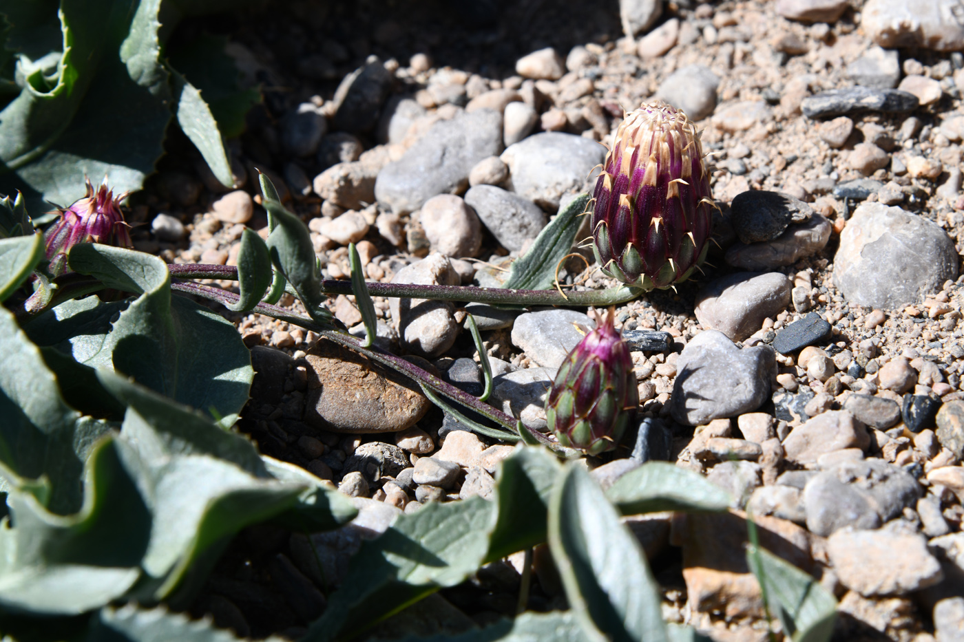 Image of Klasea procumbens specimen.