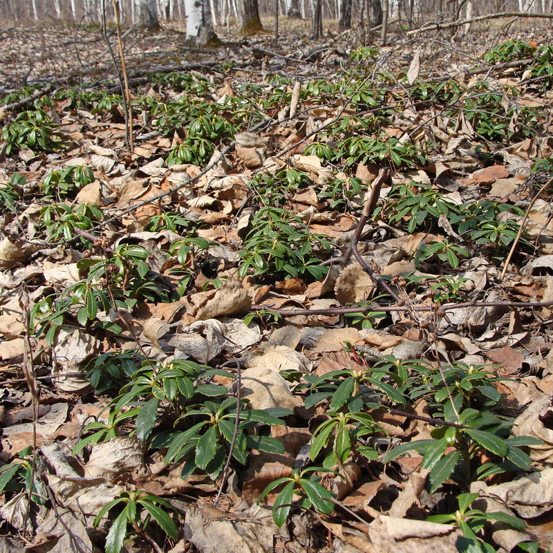 Изображение особи Chimaphila umbellata.