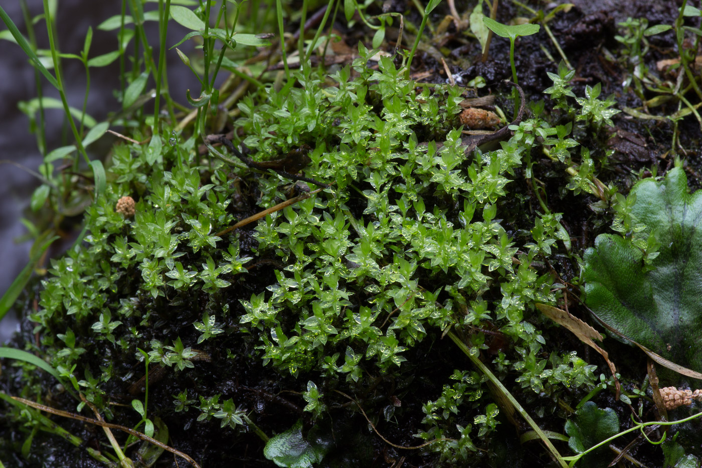 Image of class Bryopsida specimen.