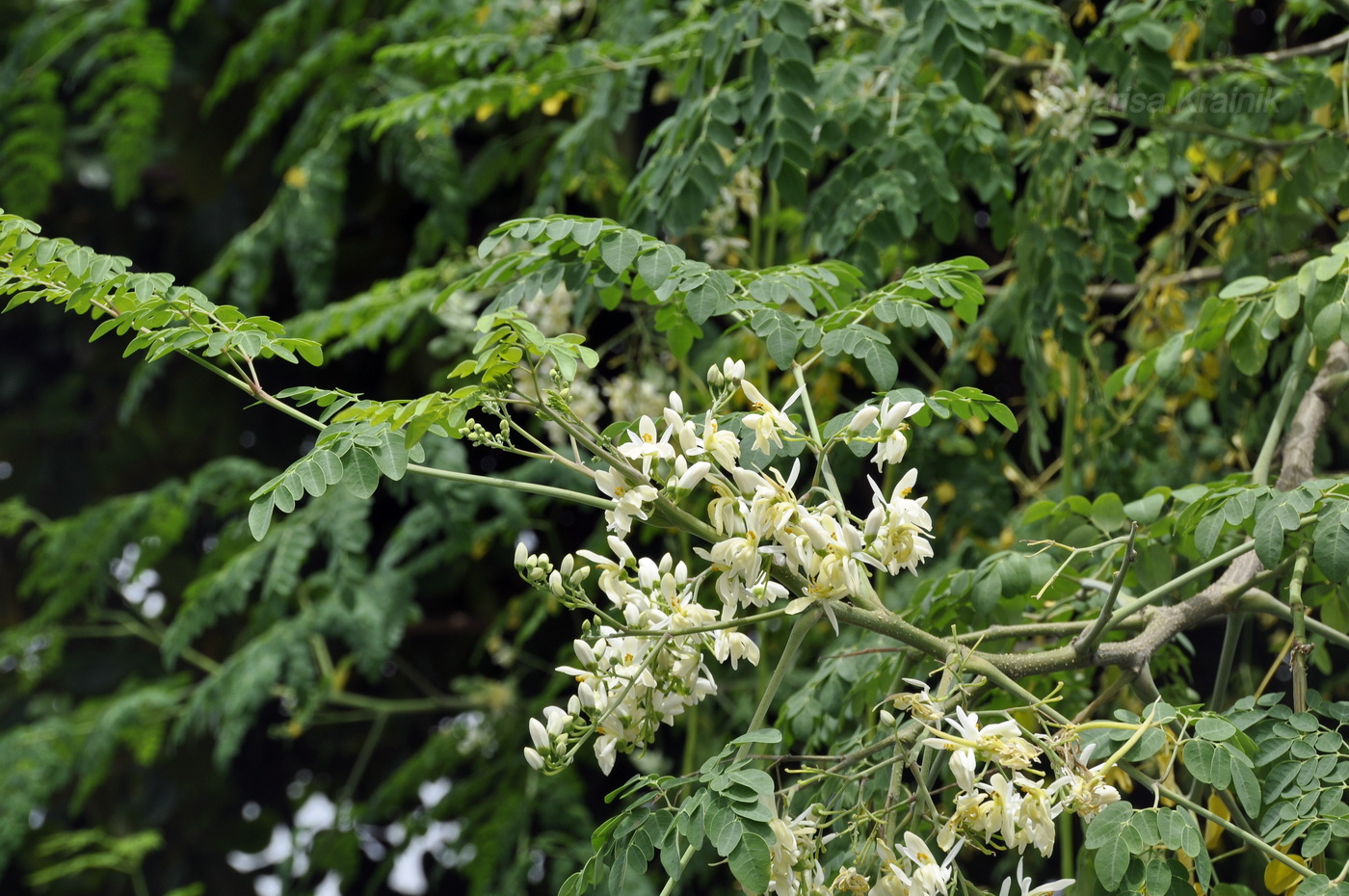 Изображение особи Moringa oleifera.