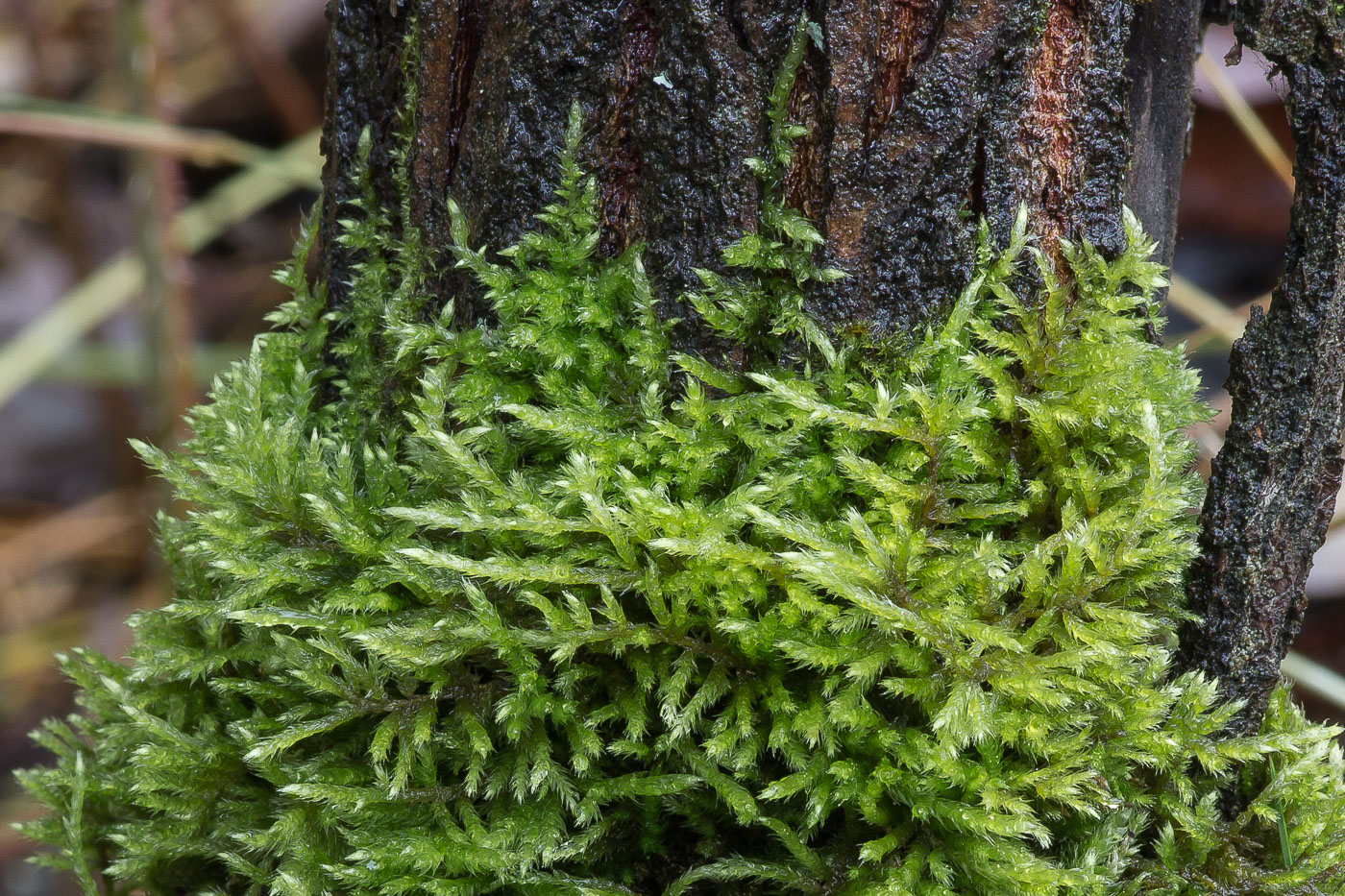 Image of familia Brachytheciaceae specimen.