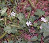 Malva erecta