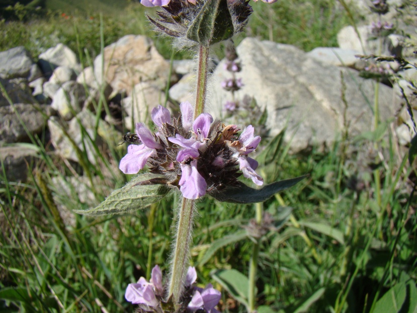 Изображение особи Stachys balansae.