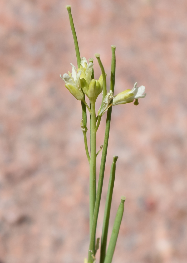 Image of Turritis glabra specimen.