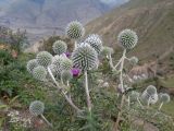 Echinops sphaerocephalus. Верхушка растения с соцветиями. Кабардино-Балкария, Черекский р-н, окр. с/п Верхняя Балкария, левый борт долины р. Хашхасу, ≈ 2100 м н.у.м., мелкощебнистая россыпь из ожелезнённого песчаника. 31.07.2024.