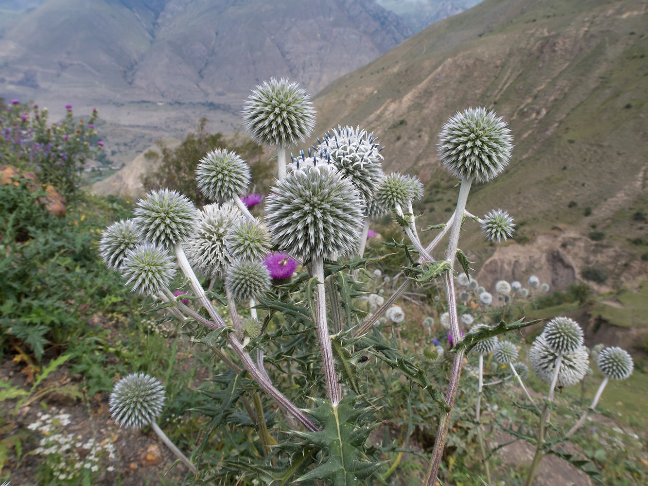 Изображение особи Echinops sphaerocephalus.