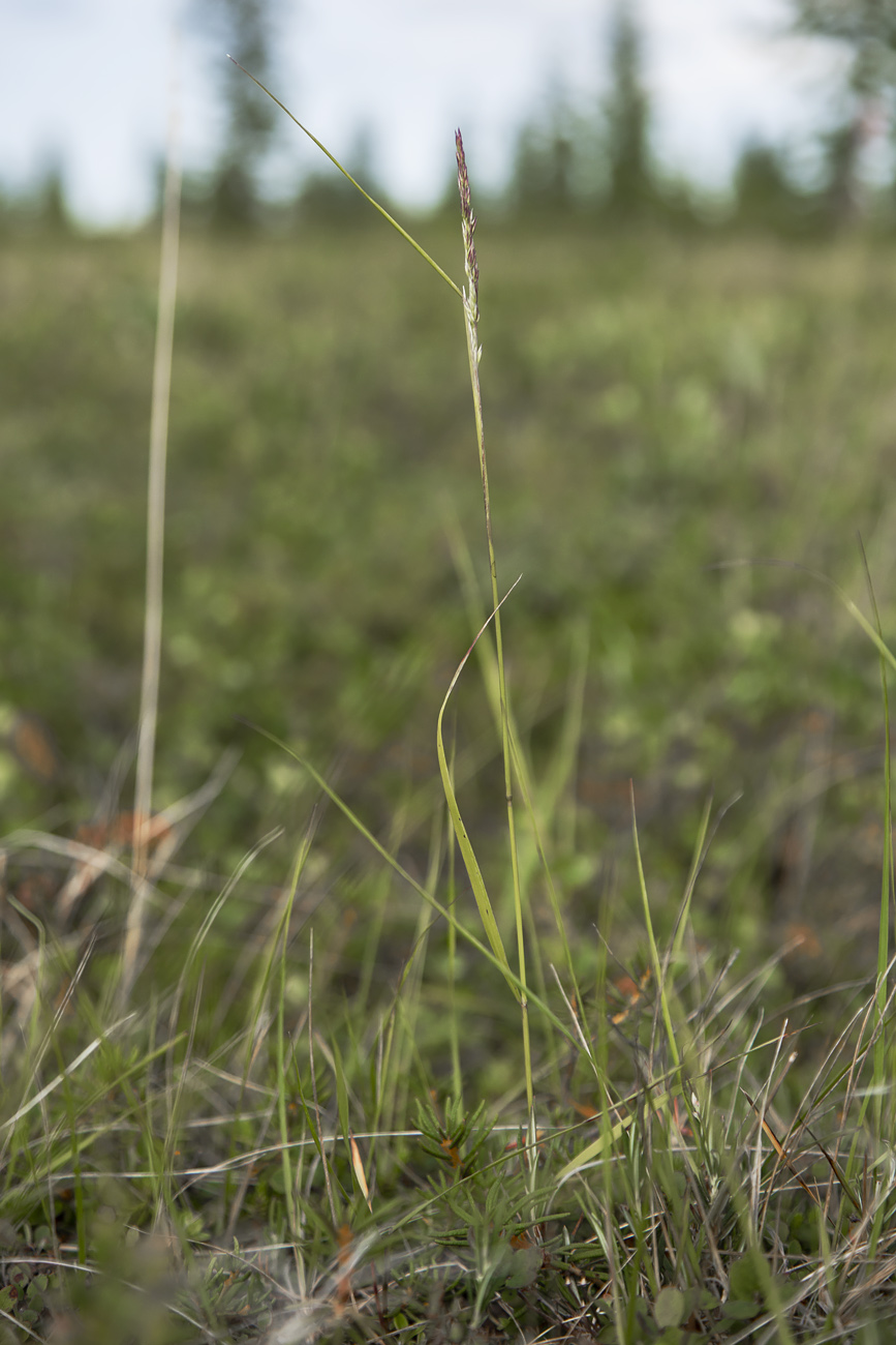 Изображение особи Calamagrostis lapponica.
