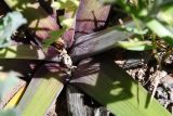Ferula iliensis. Прикорневая часть растения. Казахстан, Алматинская обл., горы Богуты, кальдера палеовулкана Бетпак, щебнистое русло временного водотока. 8 мая 2024 г.