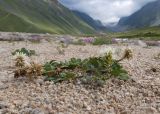 View full-size image Trifolium ambiguum