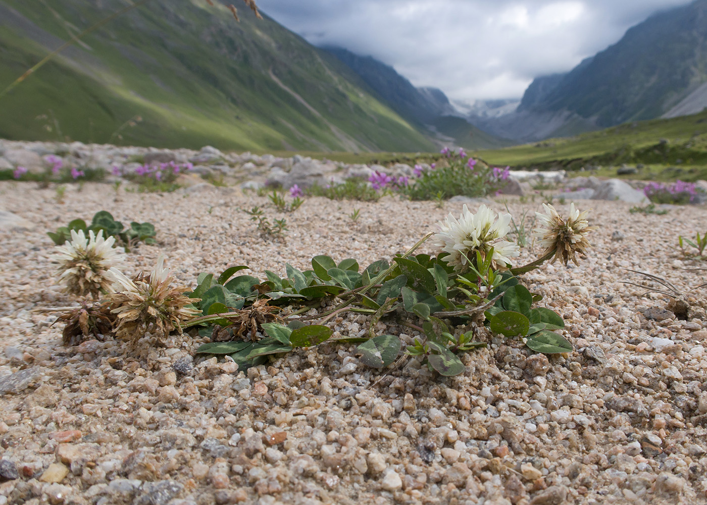 Image of Trifolium ambiguum specimen.