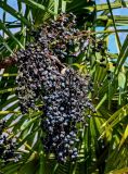 View full-size image Trachycarpus fortunei