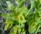 Euphorbia fischeriana. Соцветие. Алтай, с. Камлак, частная коллекция. 10.05.2010.