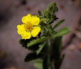 Смотреть изображение Potentilla recta
