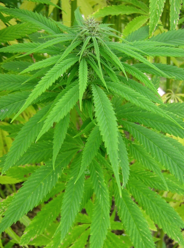 Image of genus Cannabis specimen.