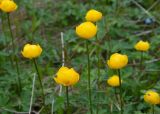 View full-size image Trollius europaeus