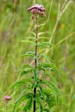 View full-size image Eupatorium cannabinum