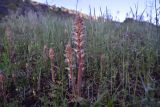 View full-size image genus Orobanche