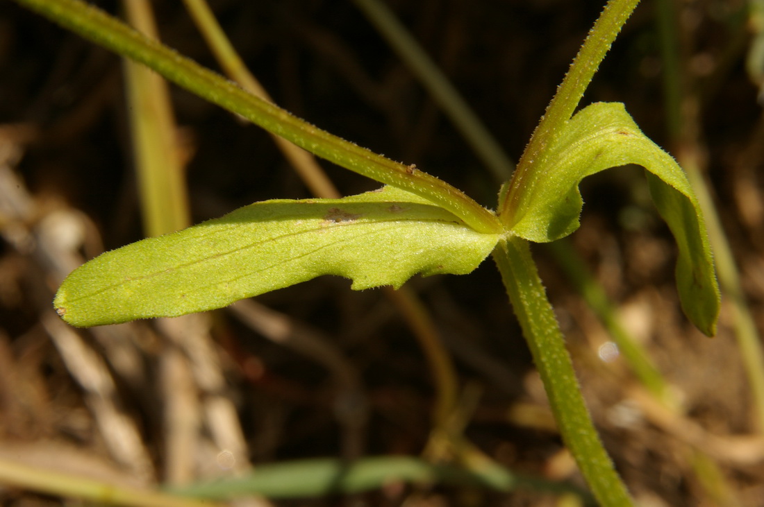 Image of Valerianella muricata specimen.