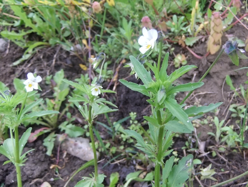 Image of Viola arvensis specimen.