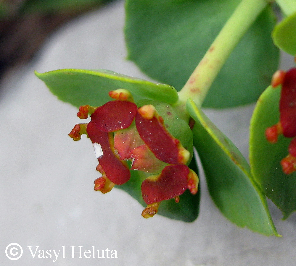 Изображение особи Euphorbia myrsinites.