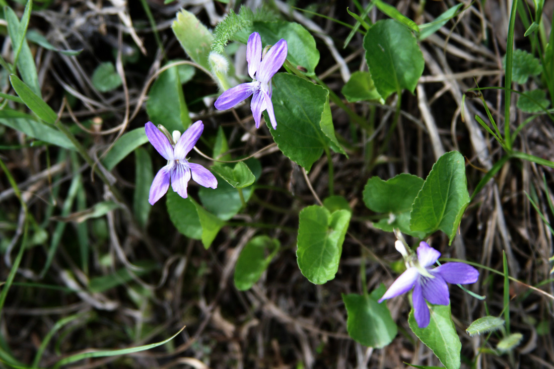 Image of Viola isopetala specimen.