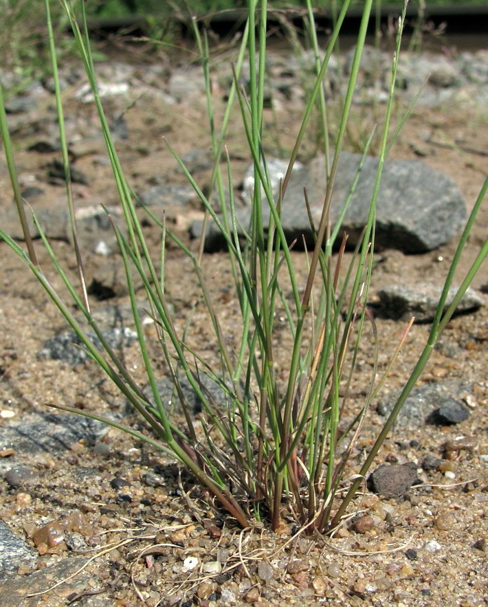 Image of Puccinellia distans specimen.