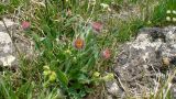 Erigeron uniflorus