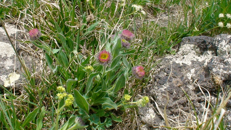 Image of Erigeron uniflorus specimen.