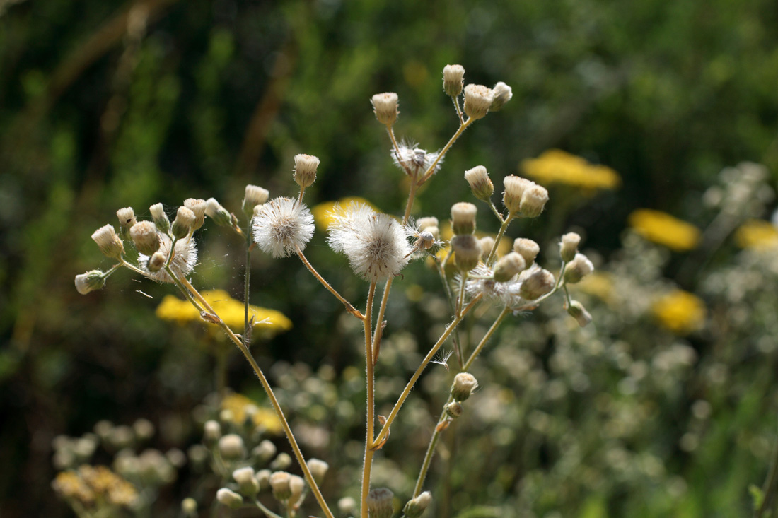 Изображение особи Erigeron khorassanicus.