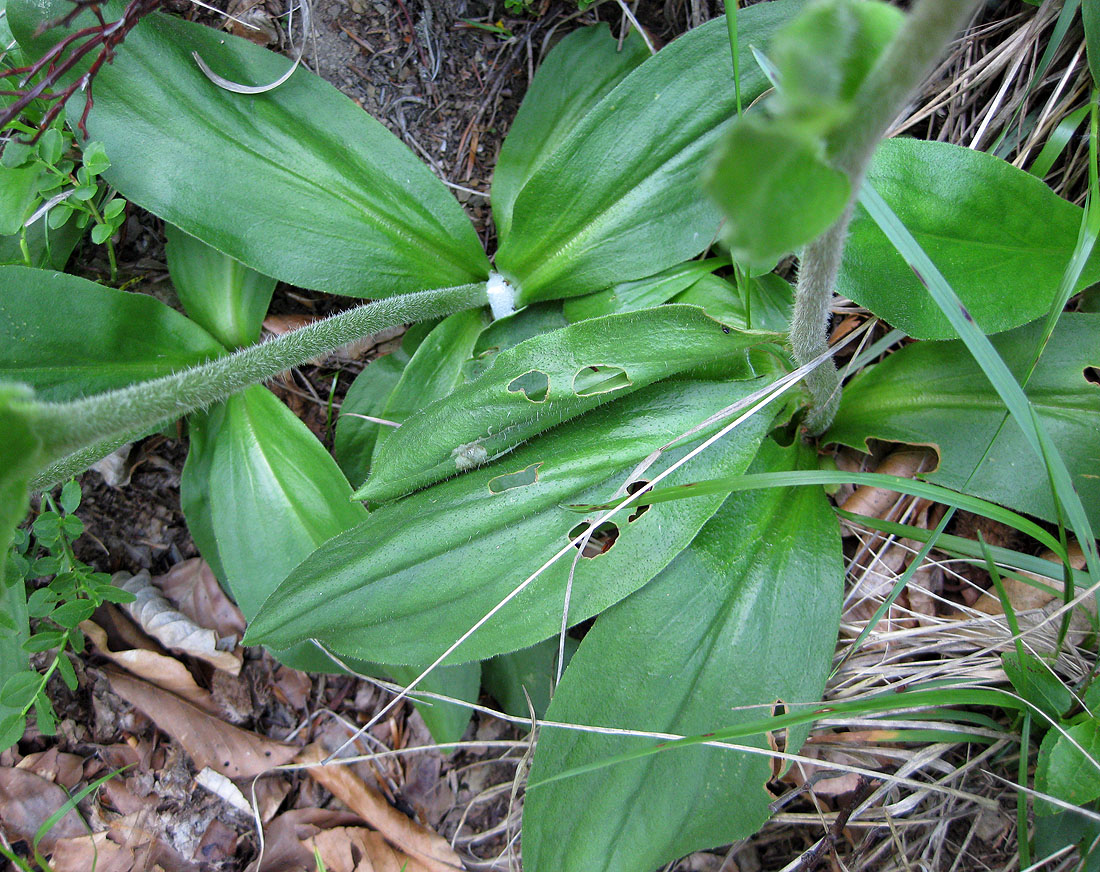 Image of Arnica montana specimen.