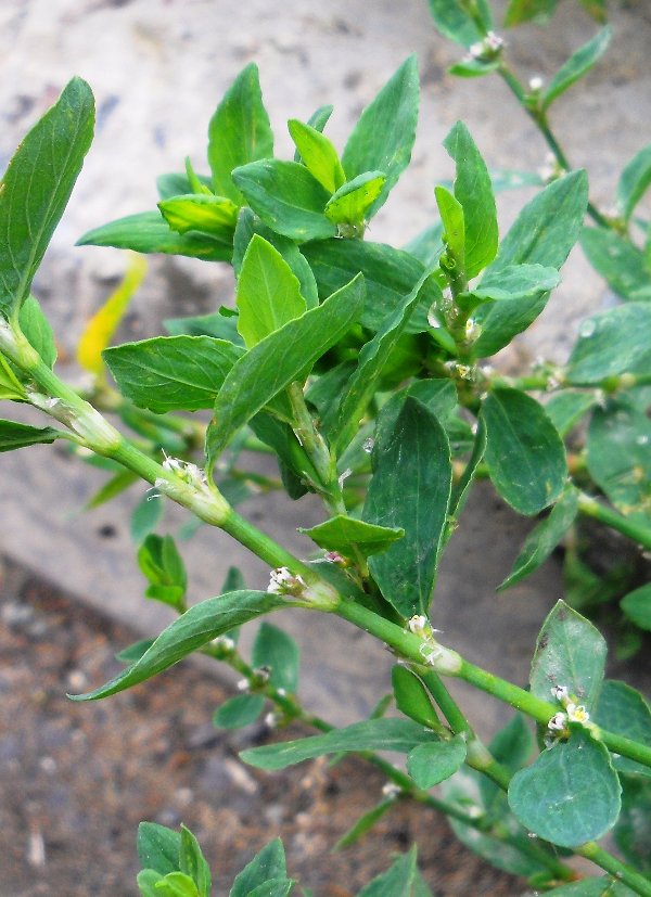 Image of Polygonum arenastrum specimen.