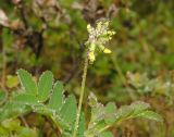 Astragalus frigidus. Верхушка расцветающего растения. Окр. г. Мурманска, влажная ложбина в кустарничково-лишайниковой тундре. 26.06.2011.