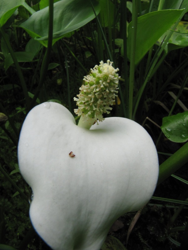 Изображение особи Calla palustris.