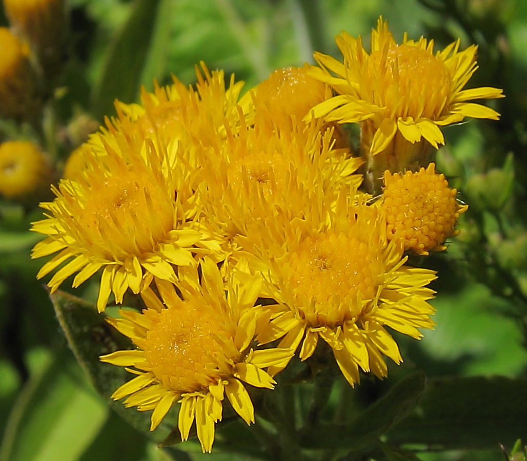 Изображение особи Inula germanica.