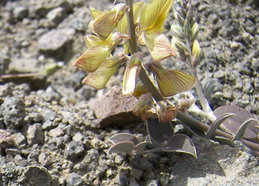 Изображение особи Onobrychis heterophylla.