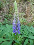 Lupinus polyphyllus