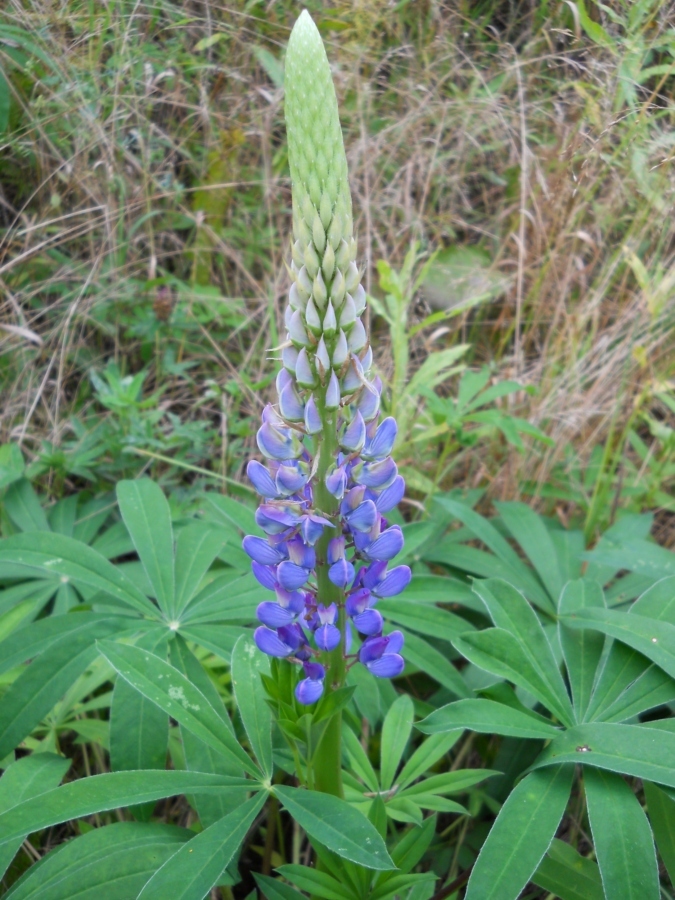 Изображение особи Lupinus polyphyllus.