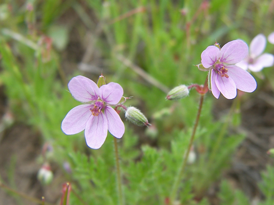 Изображение особи Erodium cicutarium.