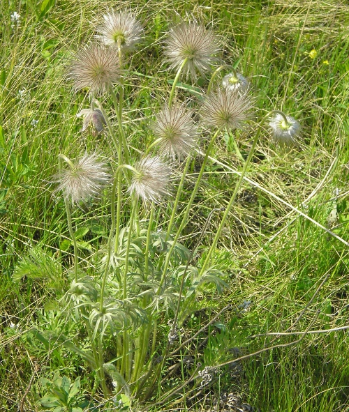 Изображение особи Pulsatilla patens.