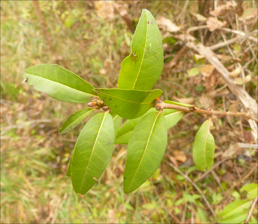 Image of Ligustrum vulgare specimen.