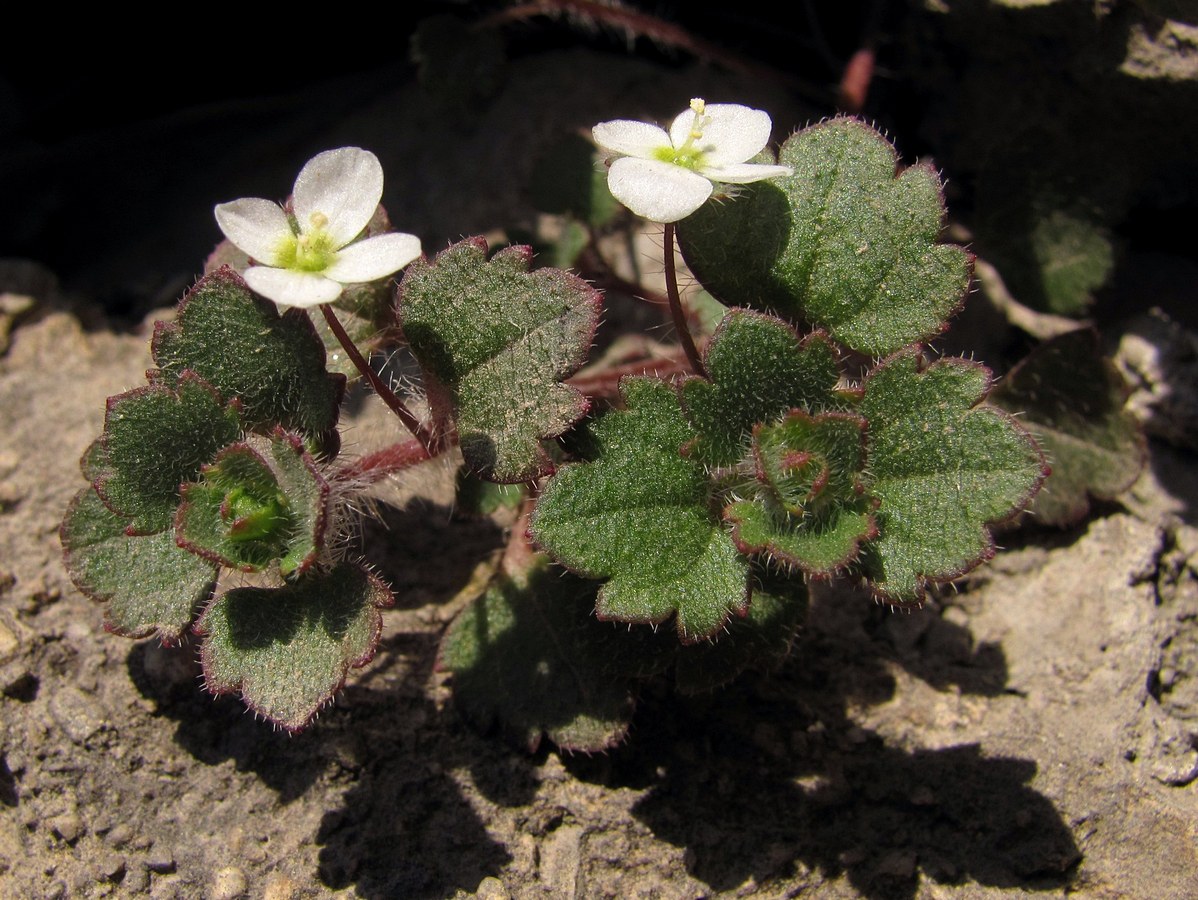 Image of Veronica cymbalaria specimen.