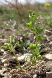 Veronica triphyllos