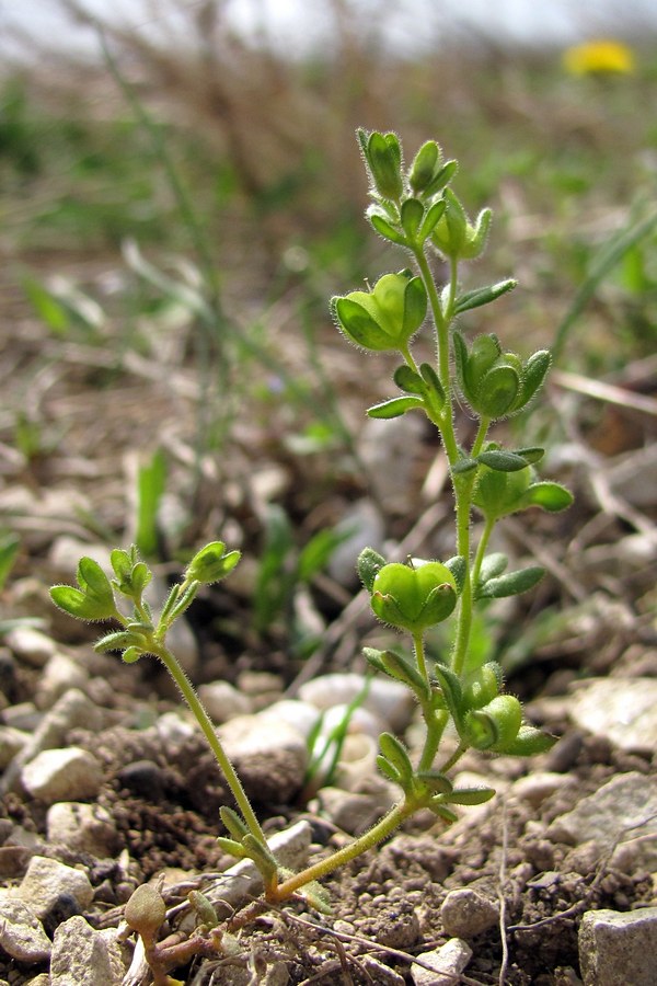 Изображение особи Veronica triphyllos.