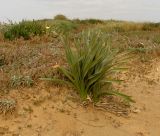 Pancratium maritimum