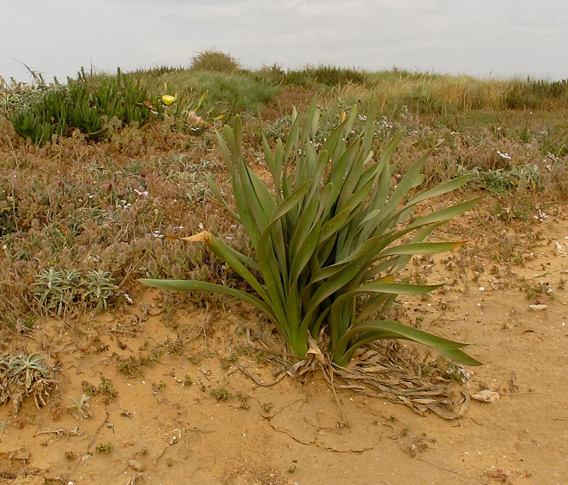 Image of Pancratium maritimum specimen.