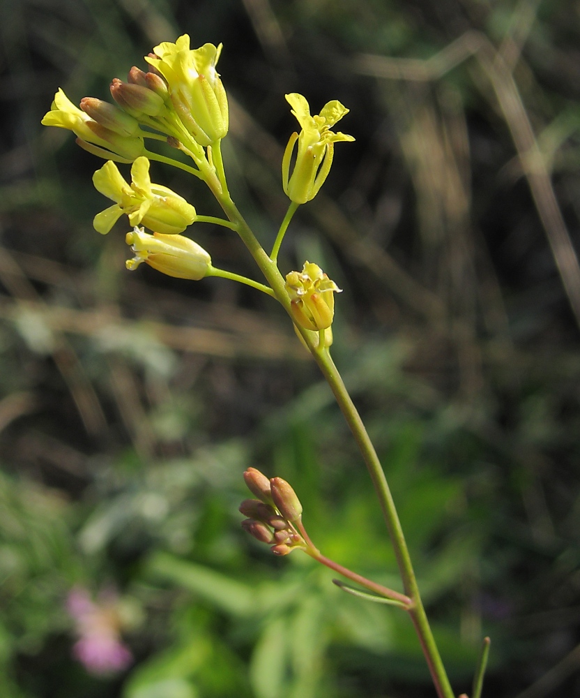 Image of Sisymbrium polymorphum specimen.