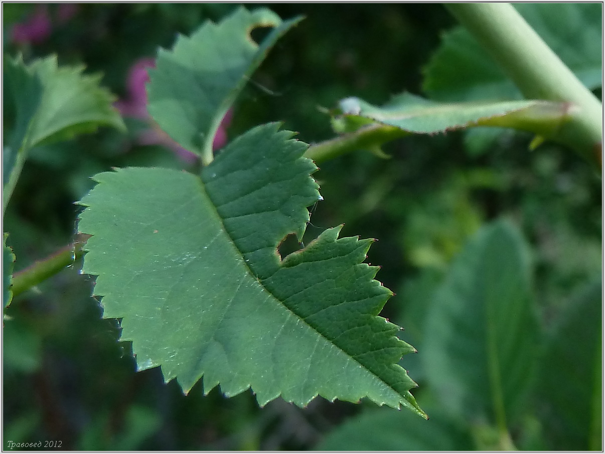 Image of Rosa dumalis specimen.